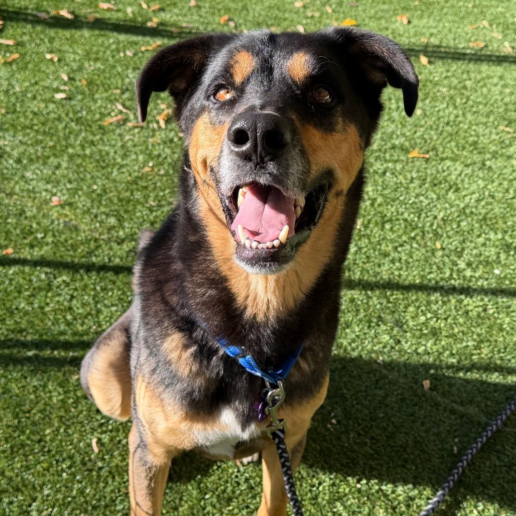 Enlarge Rufus, a Adoptable Shepherd in Durango, CO image 2/6