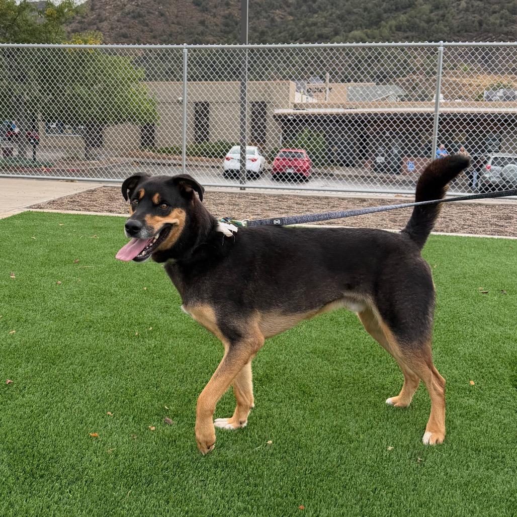 Enlarge Rufus, a Adoptable Shepherd in Durango, CO image 4/6