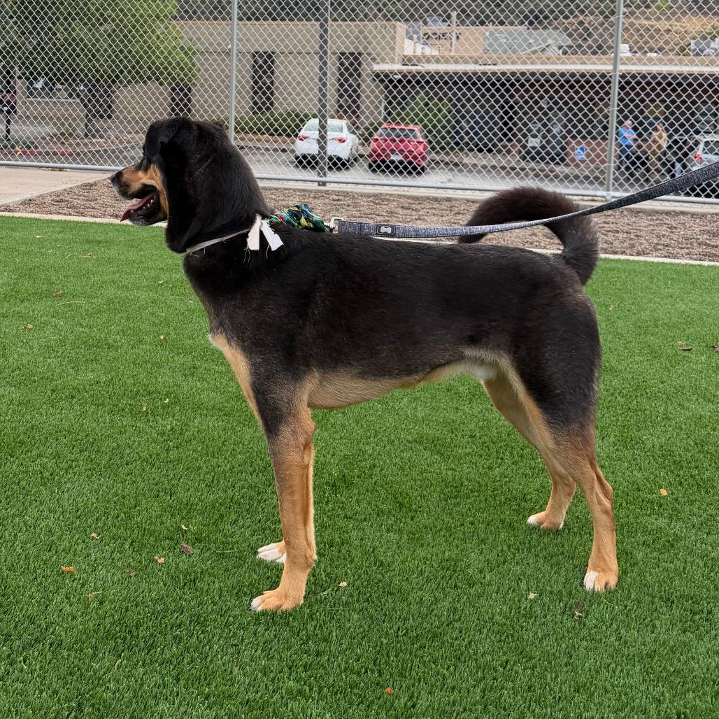Enlarge Rufus, a Adoptable Shepherd in Durango, CO image 5/6