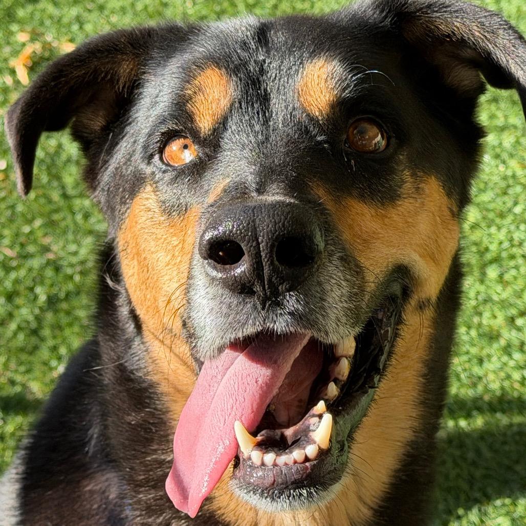 Enlarge Rufus, a Adoptable Shepherd in Durango, CO image 6/6