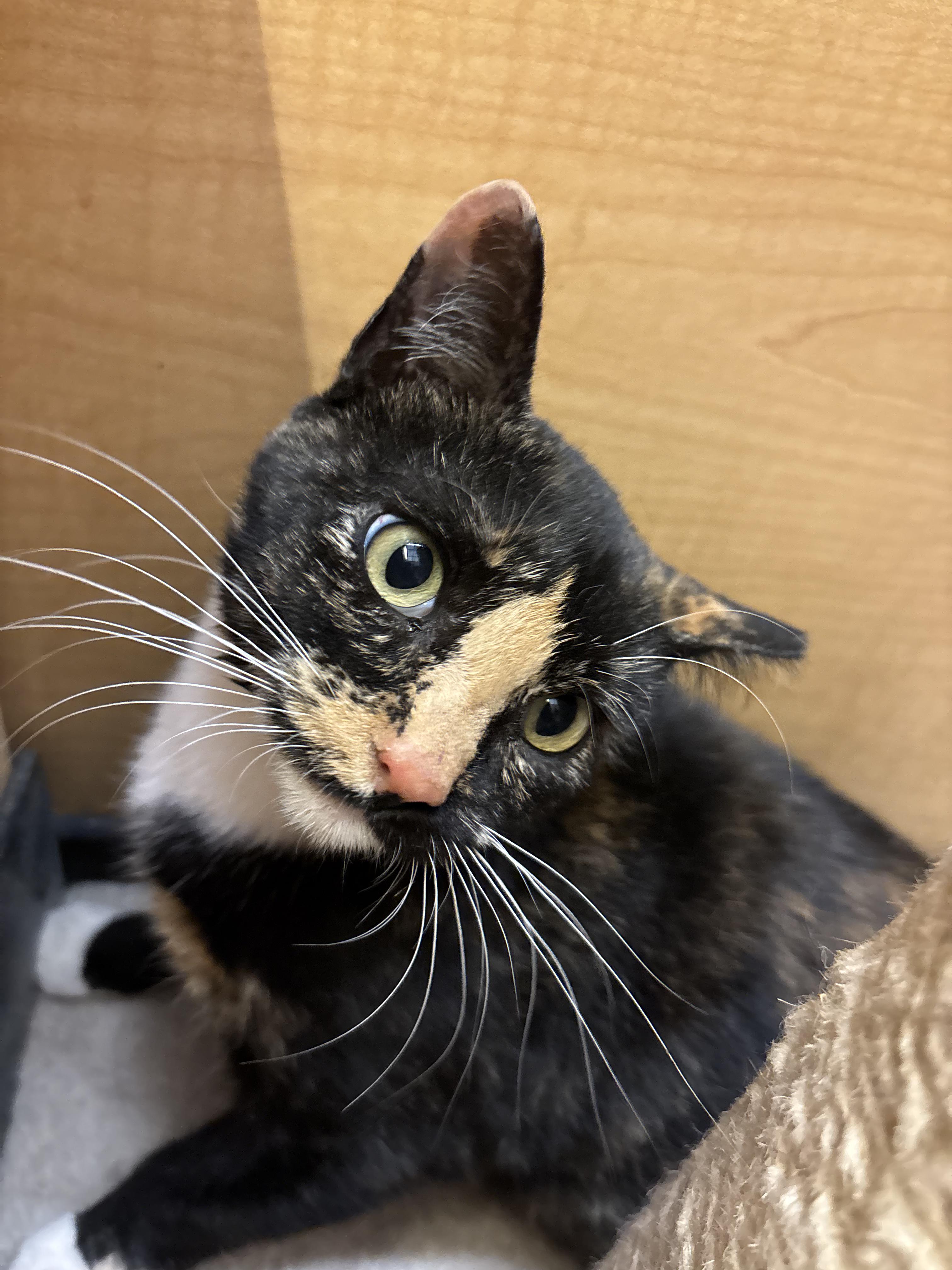 Enlarge Willow, a Adoptable mixed breed in Albuquerque, NM image 5/6