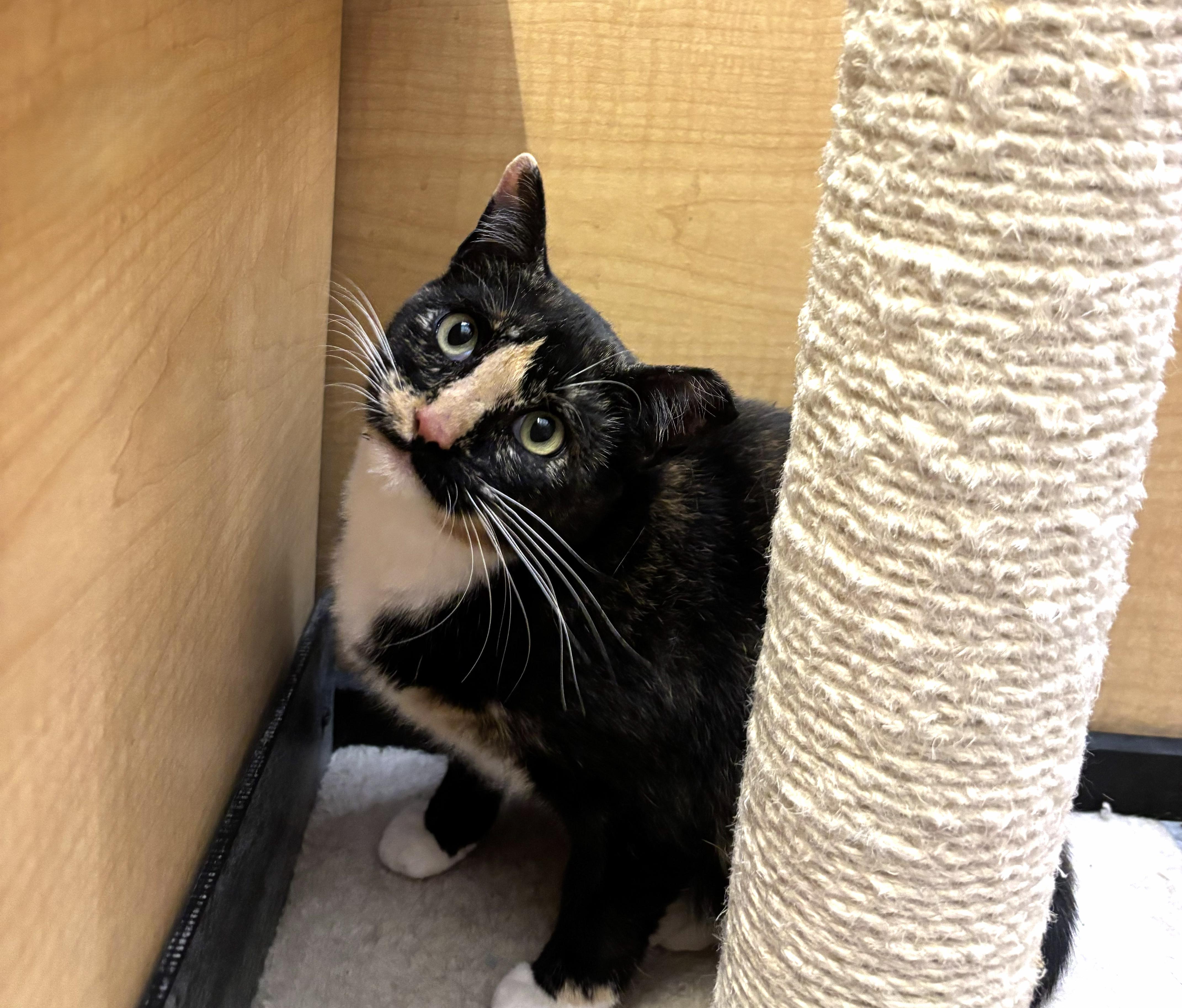 Enlarge Willow, a Adoptable mixed breed in Albuquerque, NM image 3/6