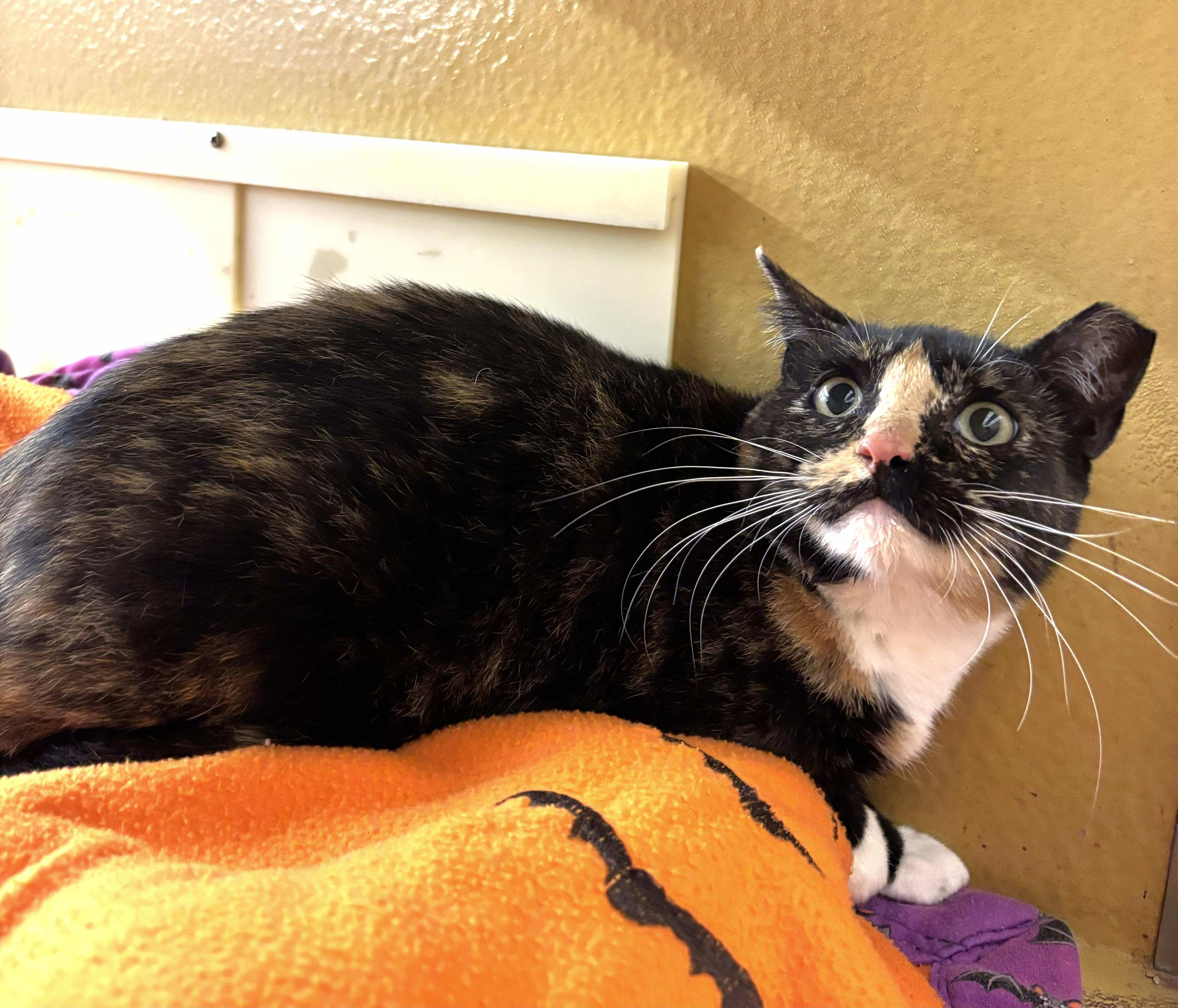 Enlarge Willow, a Adoptable mixed breed in Albuquerque, NM image 2/6