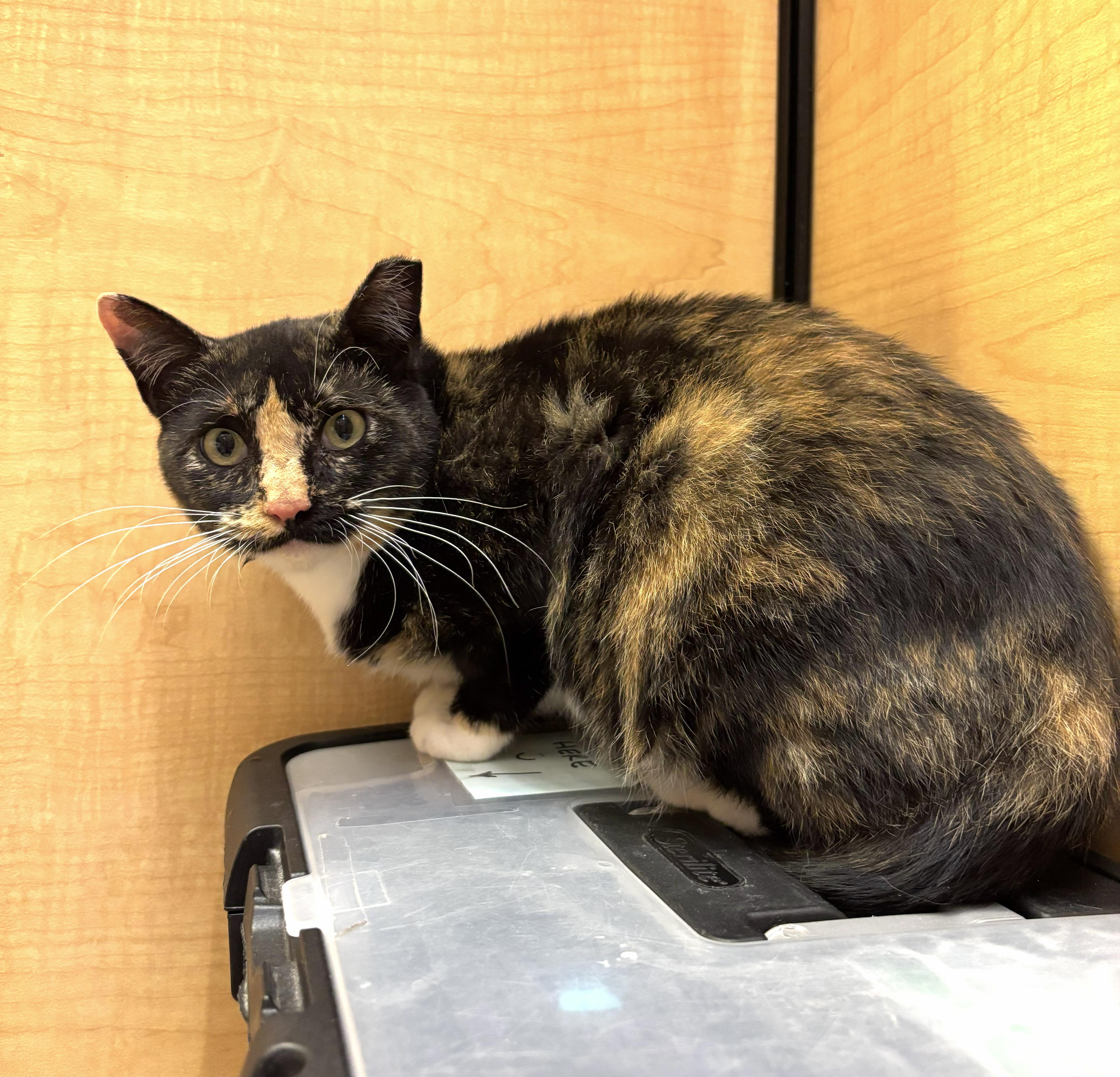 Enlarge Willow, a Adoptable mixed breed in Albuquerque, NM image 6/6