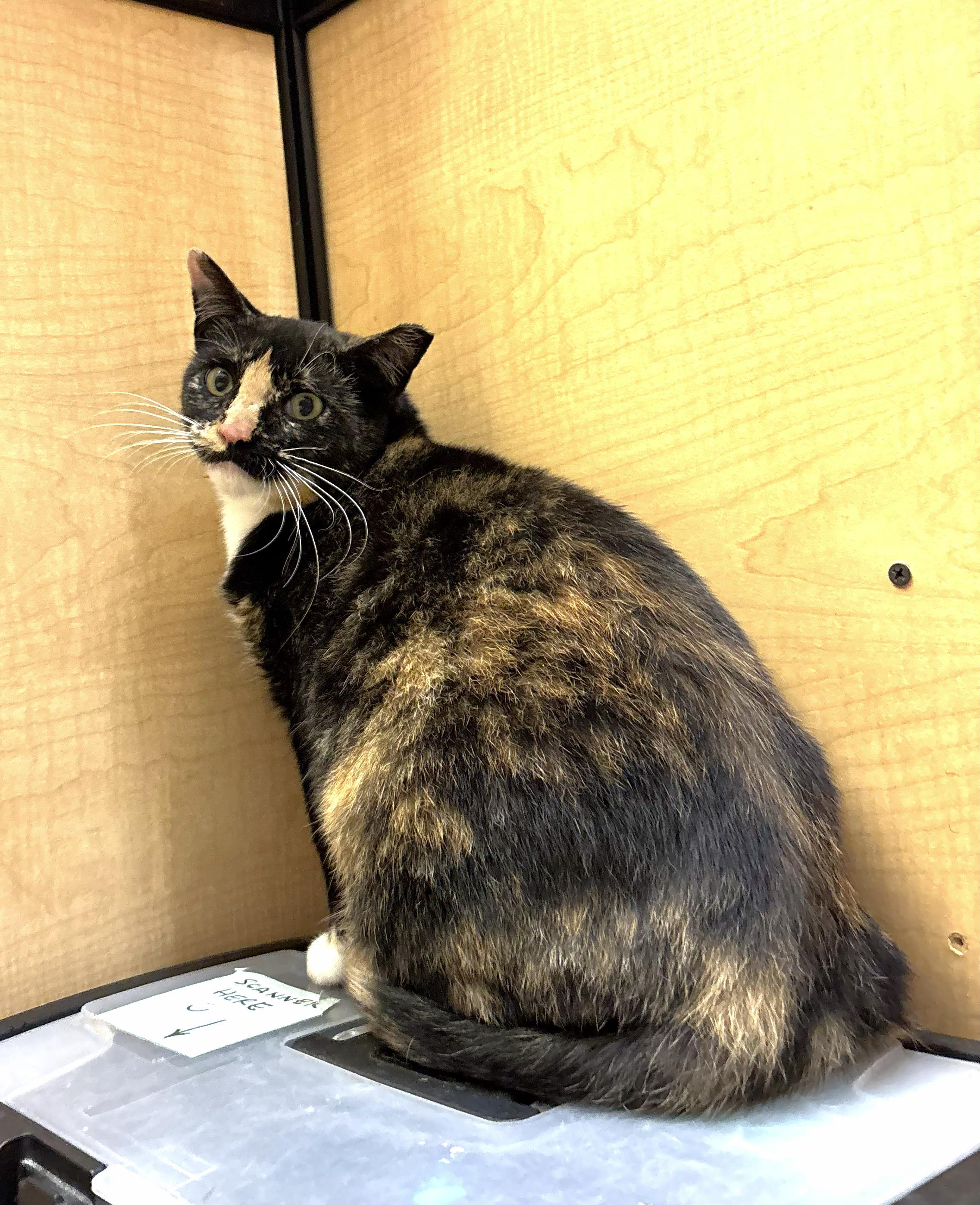 Enlarge Willow, a Adoptable mixed breed in Albuquerque, NM image 4/6