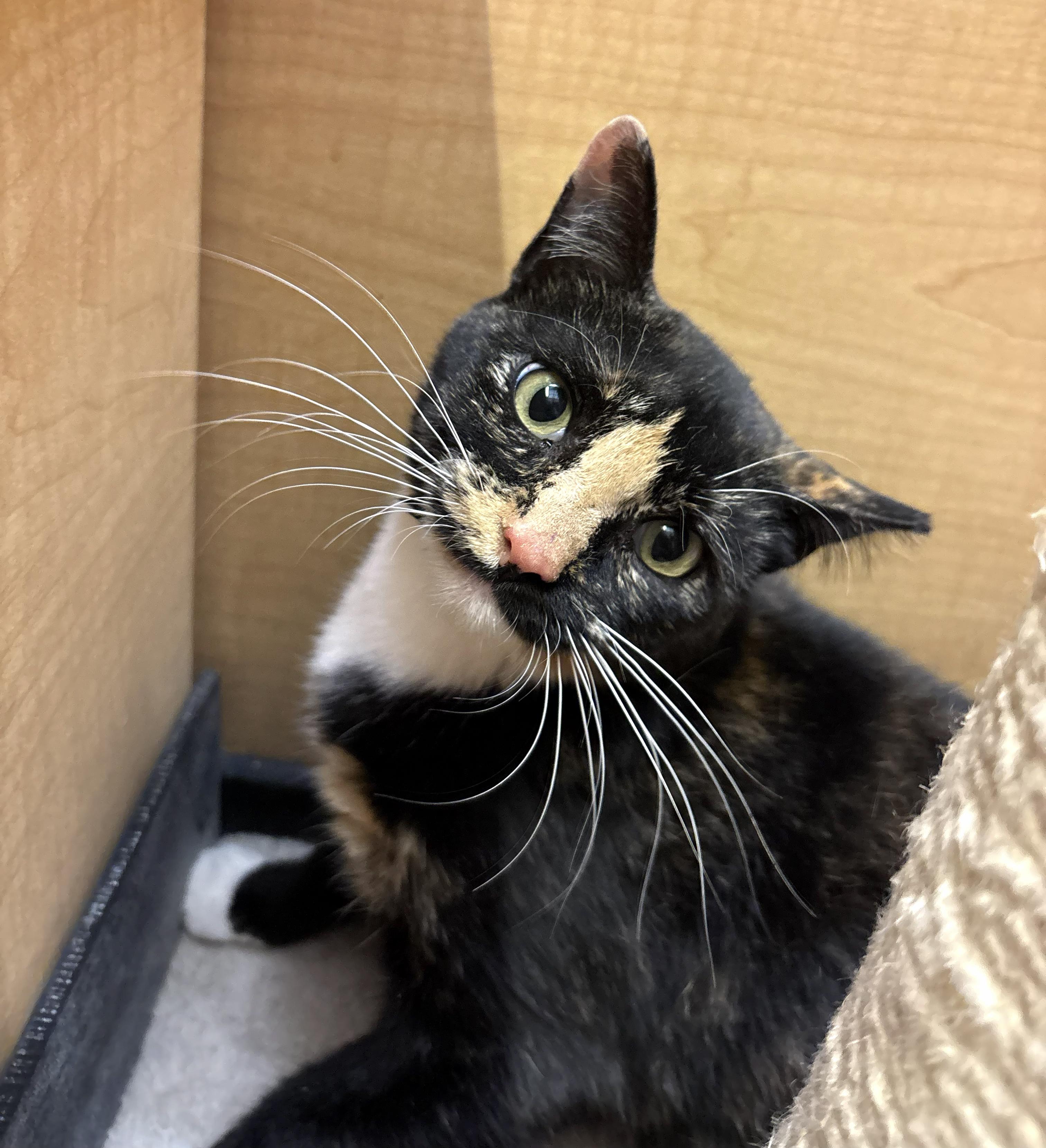 Willow, Adoptable, Young Female Tortoiseshell.