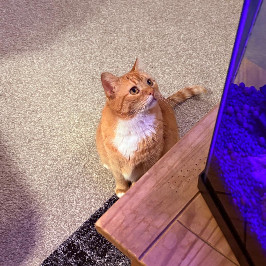 Salome, Adoptable, Adult Female Domestic Short Hair.