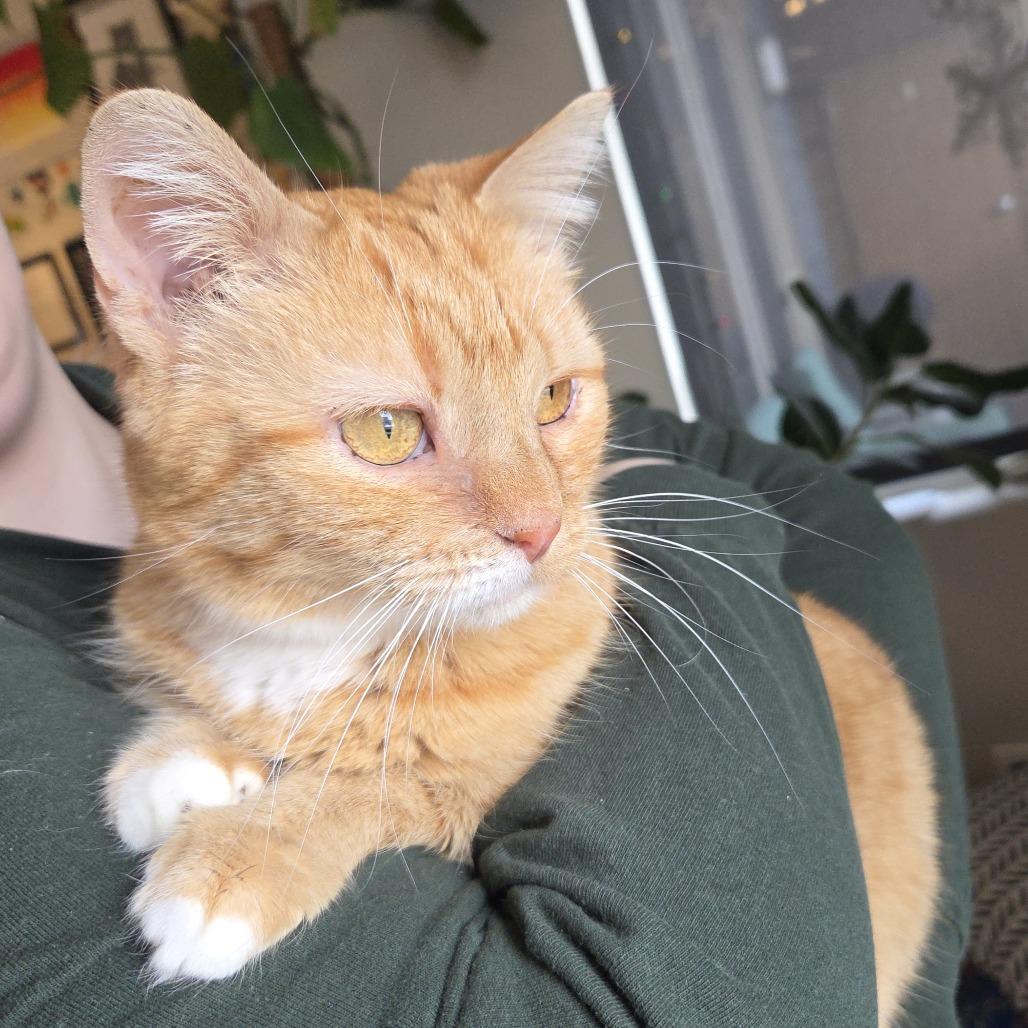 Enlarge Salome, a Adoptable Domestic Short Hair in Madison, WI image 2/6