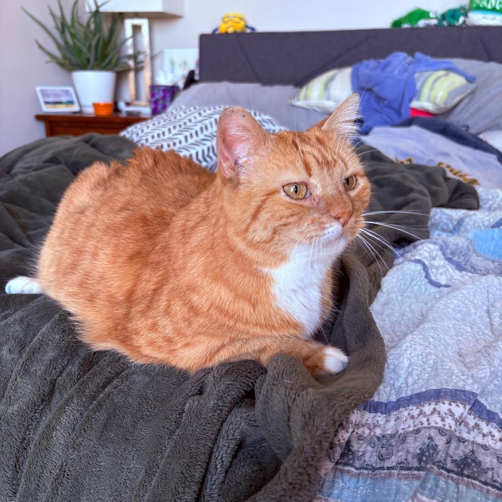 Enlarge Salome, a Adoptable Domestic Short Hair in Madison, WI image 3/6