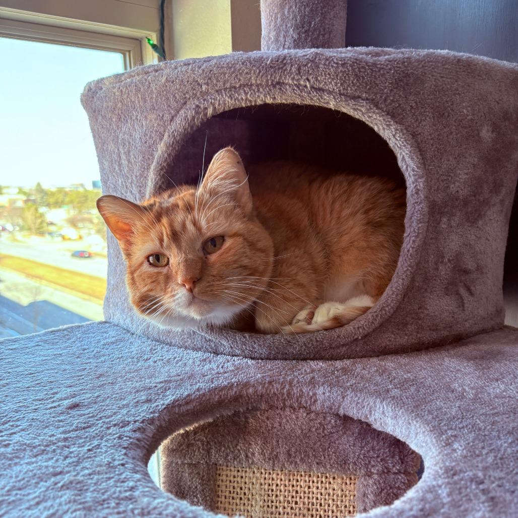 Enlarge Salome, a Adoptable Domestic Short Hair in Madison, WI image 4/6