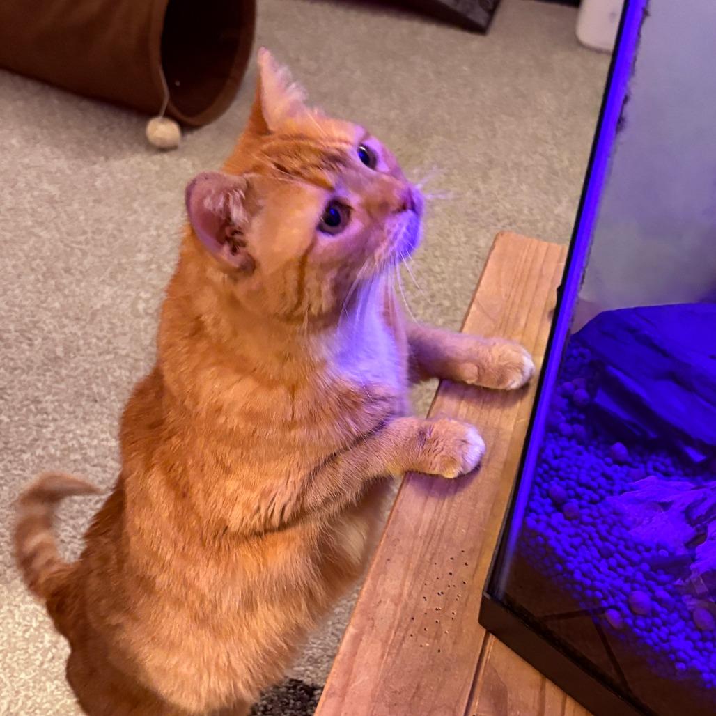 Enlarge Salome, a Adoptable Domestic Short Hair in Madison, WI image 6/6