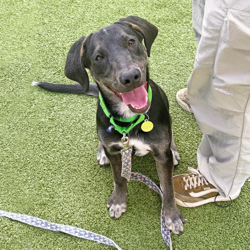 Rocky, Adoptable, Young Male Mixed Breed.