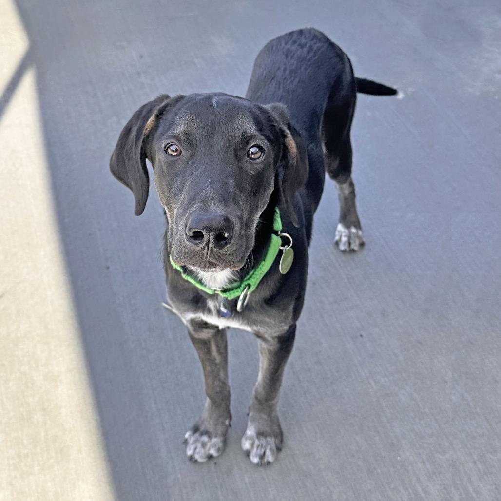 Enlarge Rocky, a Adoptable Mixed Breed in Hailey, ID image 2/6