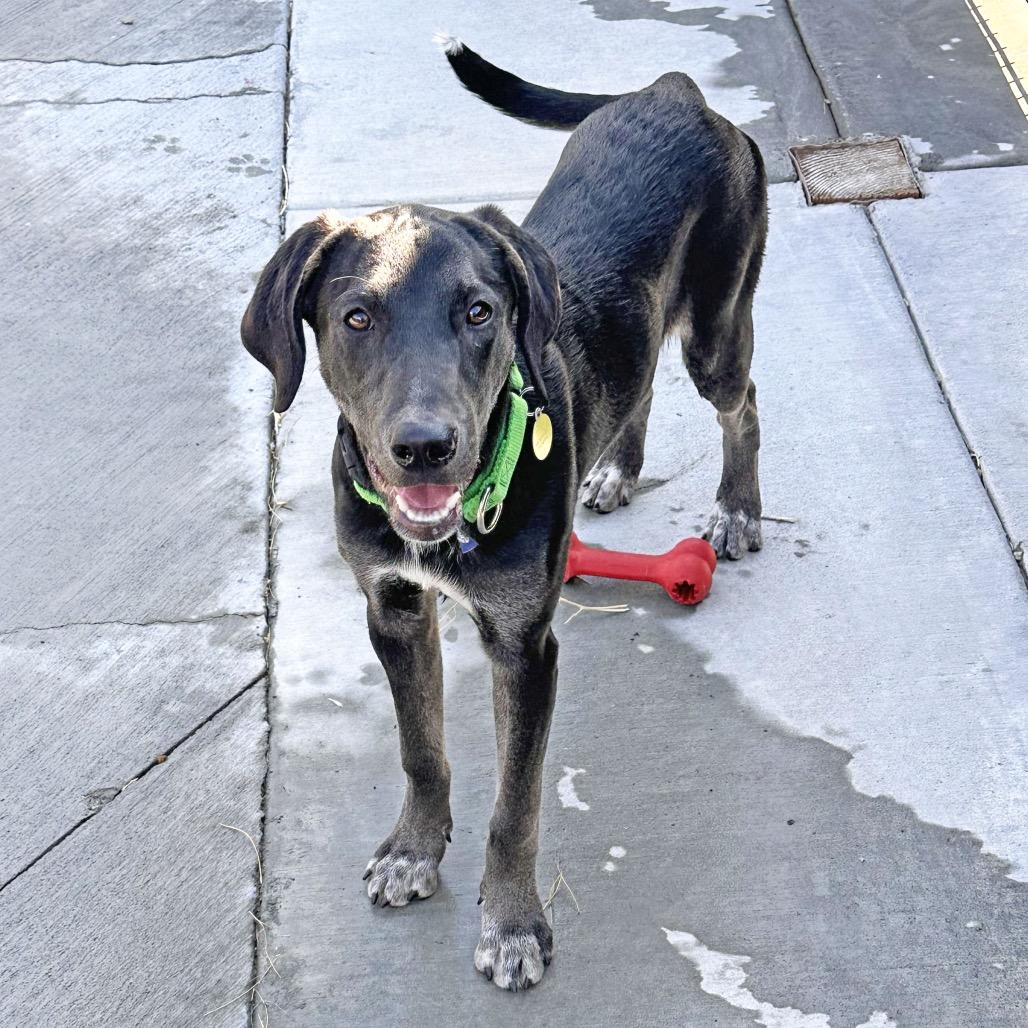 Enlarge Rocky, a Adoptable Mixed Breed in Hailey, ID image 3/6