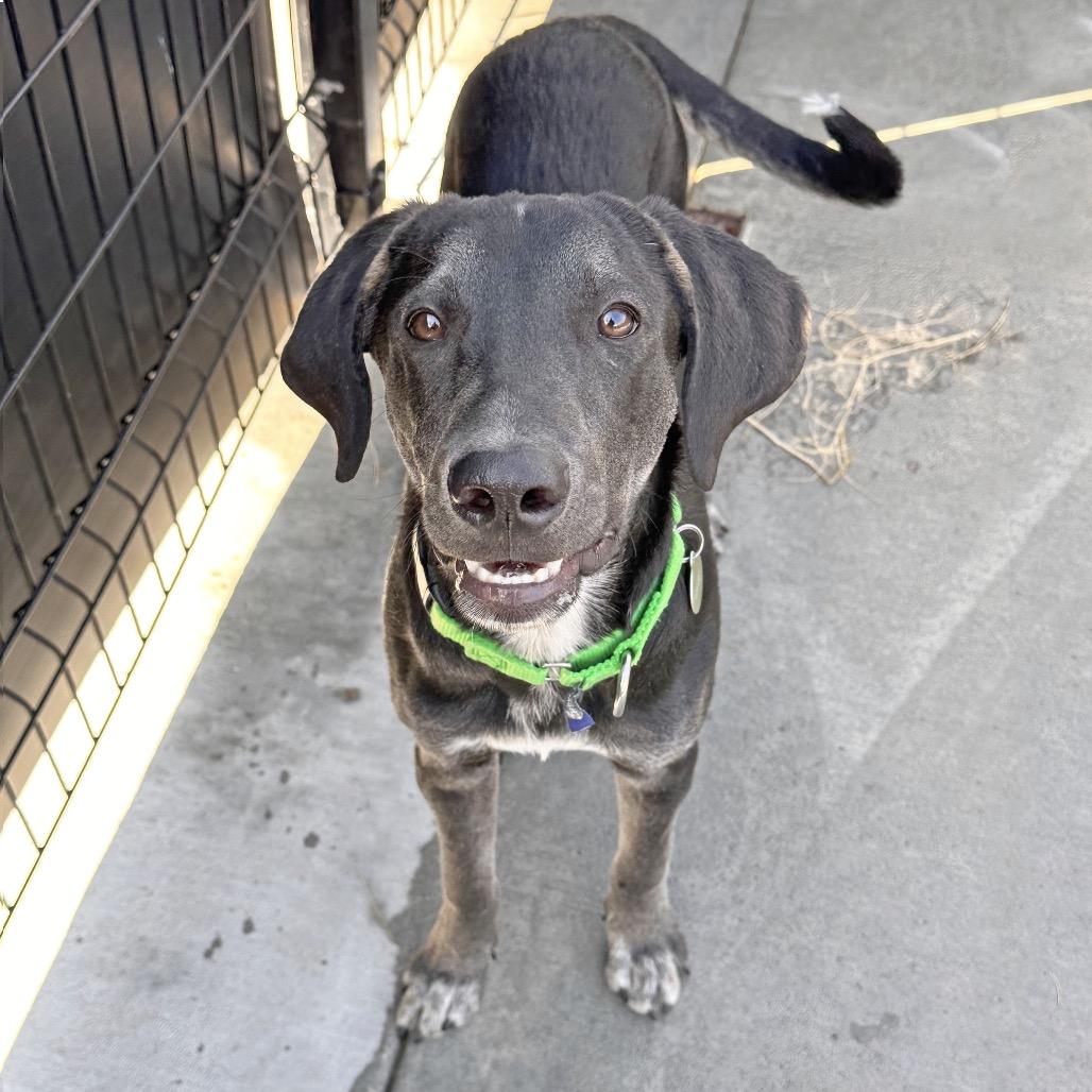 Enlarge Rocky, a Adoptable Mixed Breed in Hailey, ID image 4/6