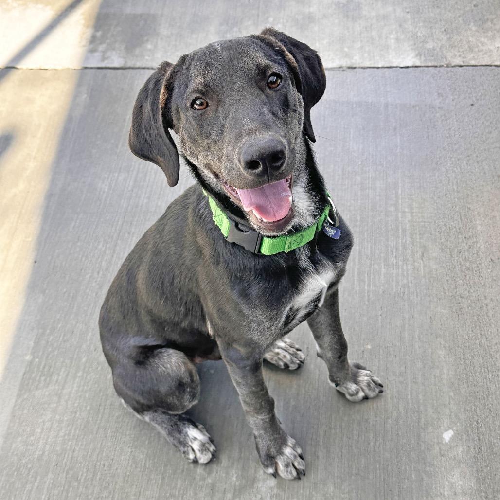 Enlarge Rocky, a Adoptable Mixed Breed in Hailey, ID image 5/6