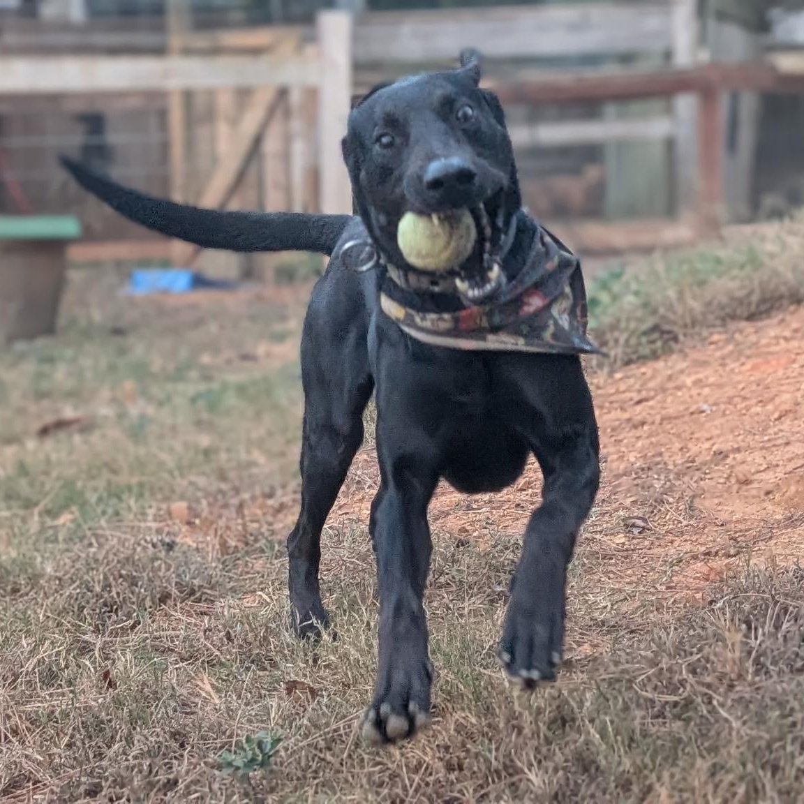 Enlarge Barracuda, a Adoptable mixed breed in Helena , AL image 6/6