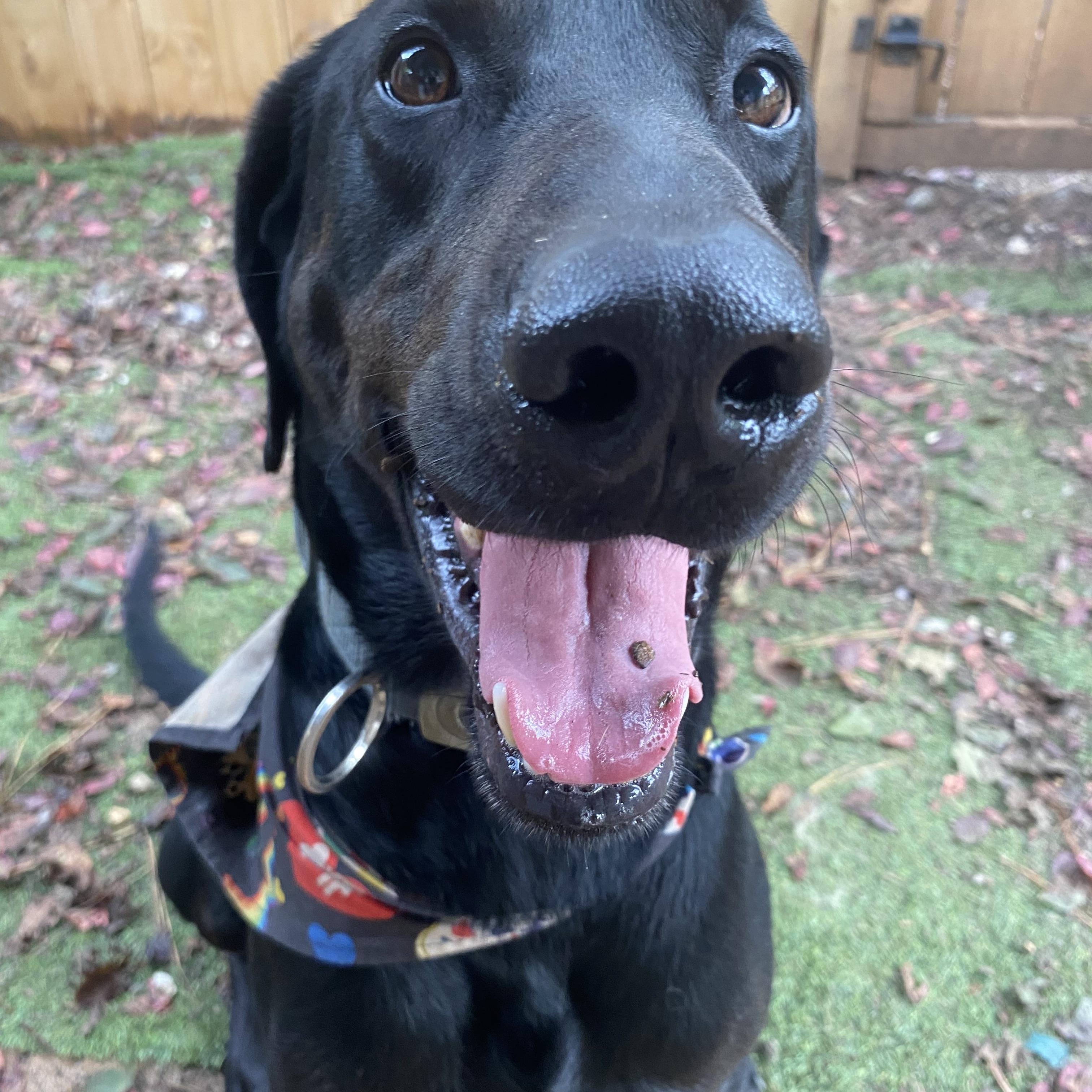 Barracuda, Adoptable, Adult Male Doberman Pinscher & Black Labrador Retriever.