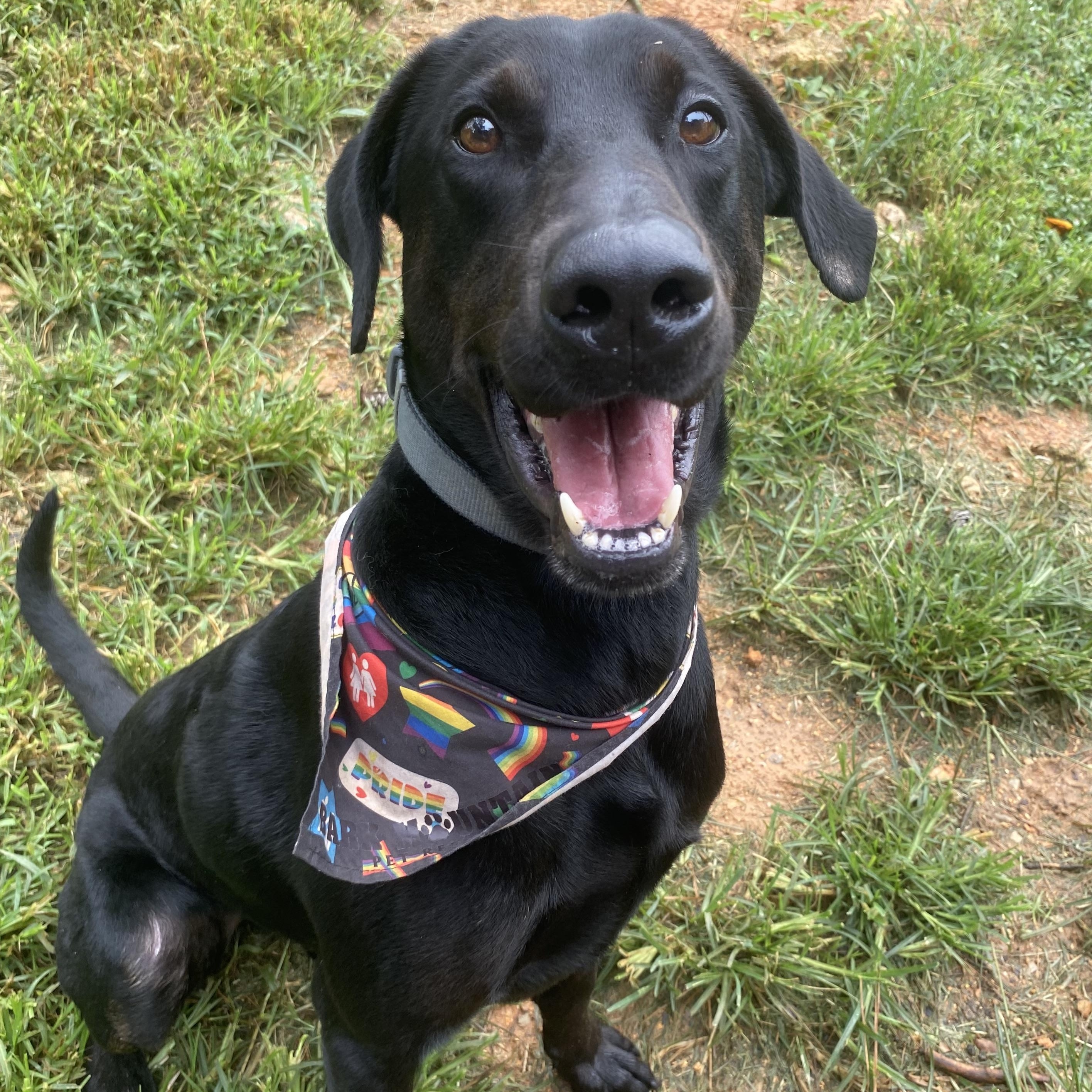 Enlarge Barracuda, a Adoptable mixed breed in Helena , AL image 2/6
