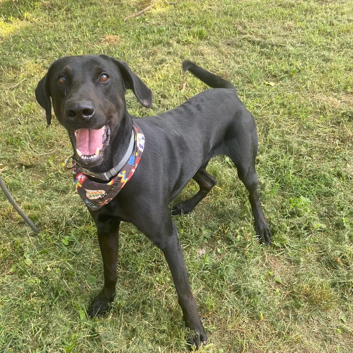 Enlarge Barracuda, a Adoptable mixed breed in Helena , AL image 4/6