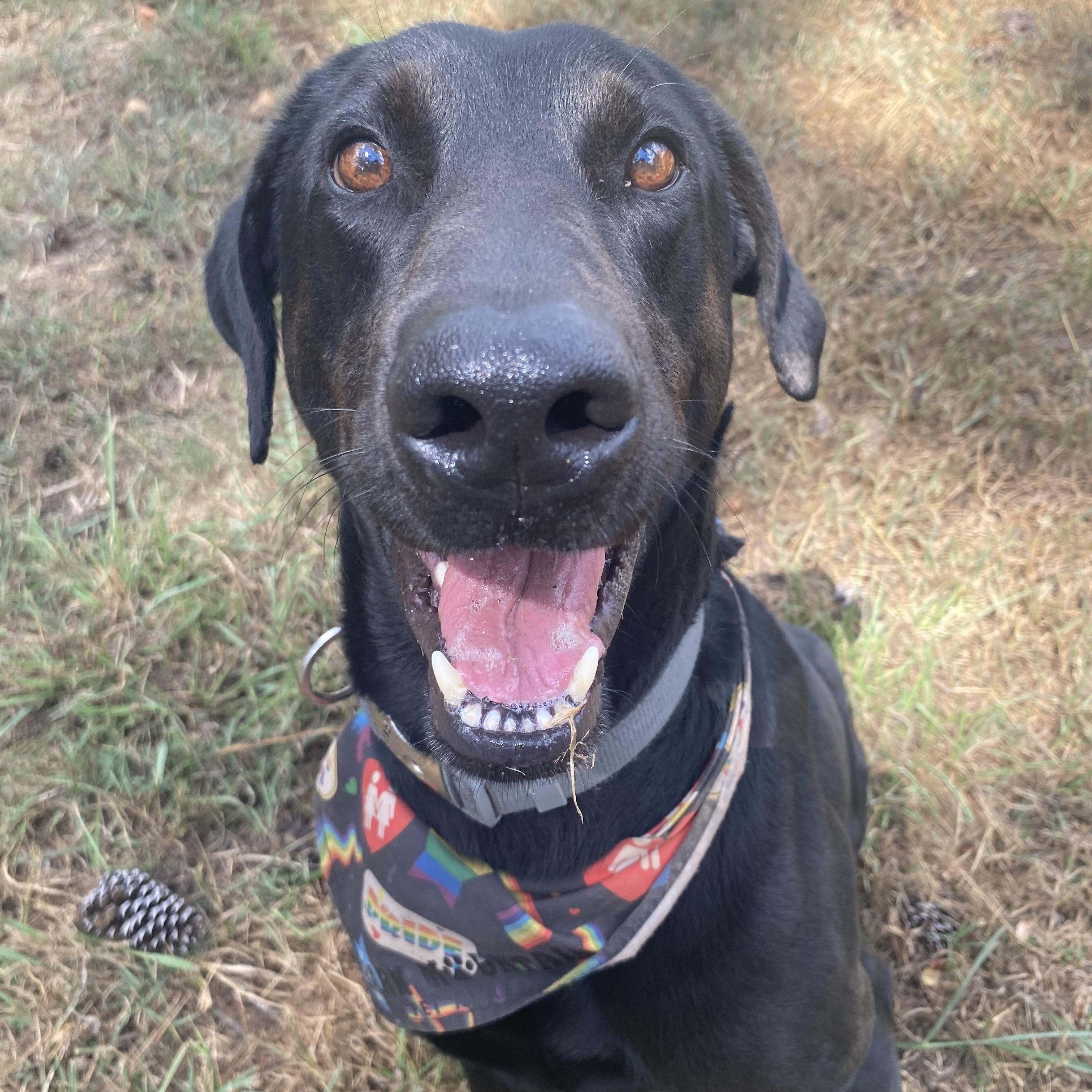 Enlarge Barracuda, a Adoptable mixed breed in Helena , AL image 5/6