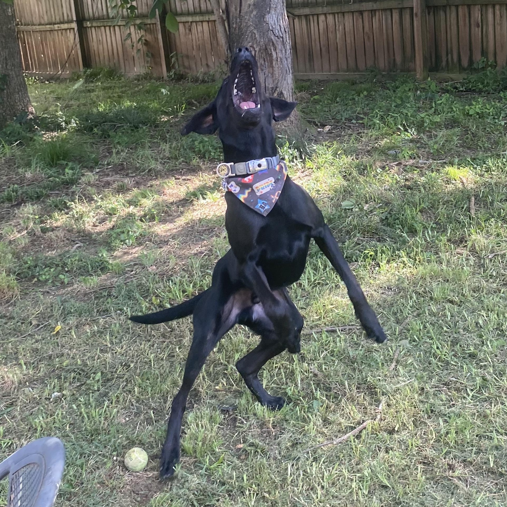 Enlarge Barracuda, a Adoptable mixed breed in Helena , AL image 3/6