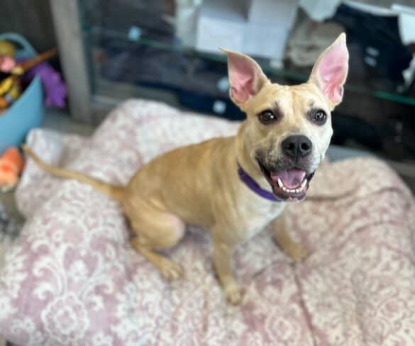 Enlarge Galaxy, a Adoptable mixed breed in New Rochelle, NY image 4/6