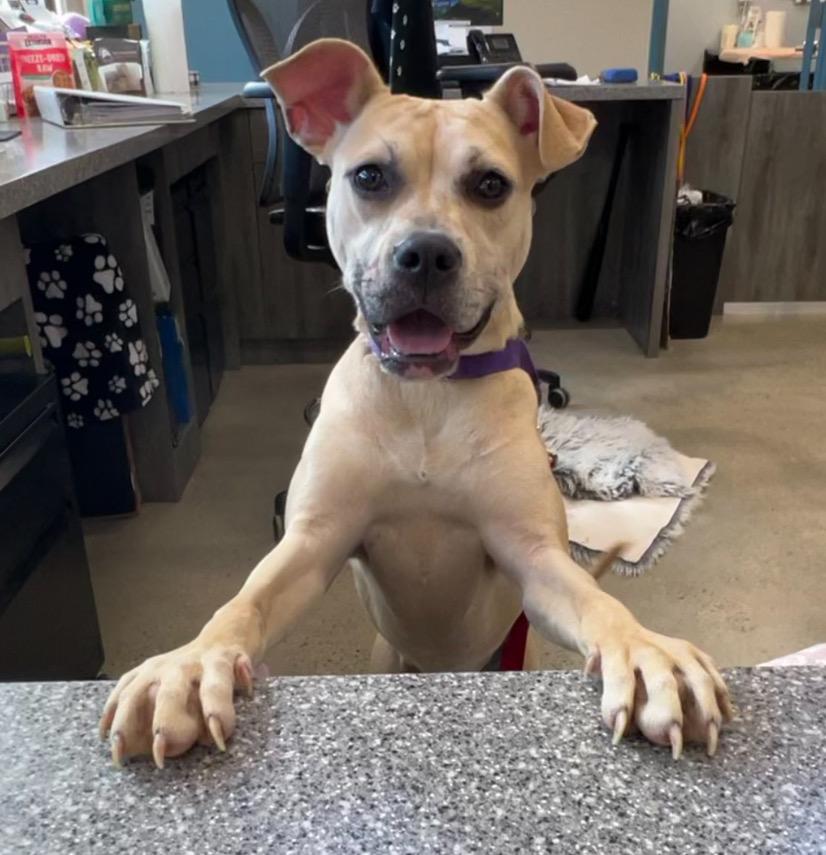 Galaxy, Adoptable, Young Female Terrier.