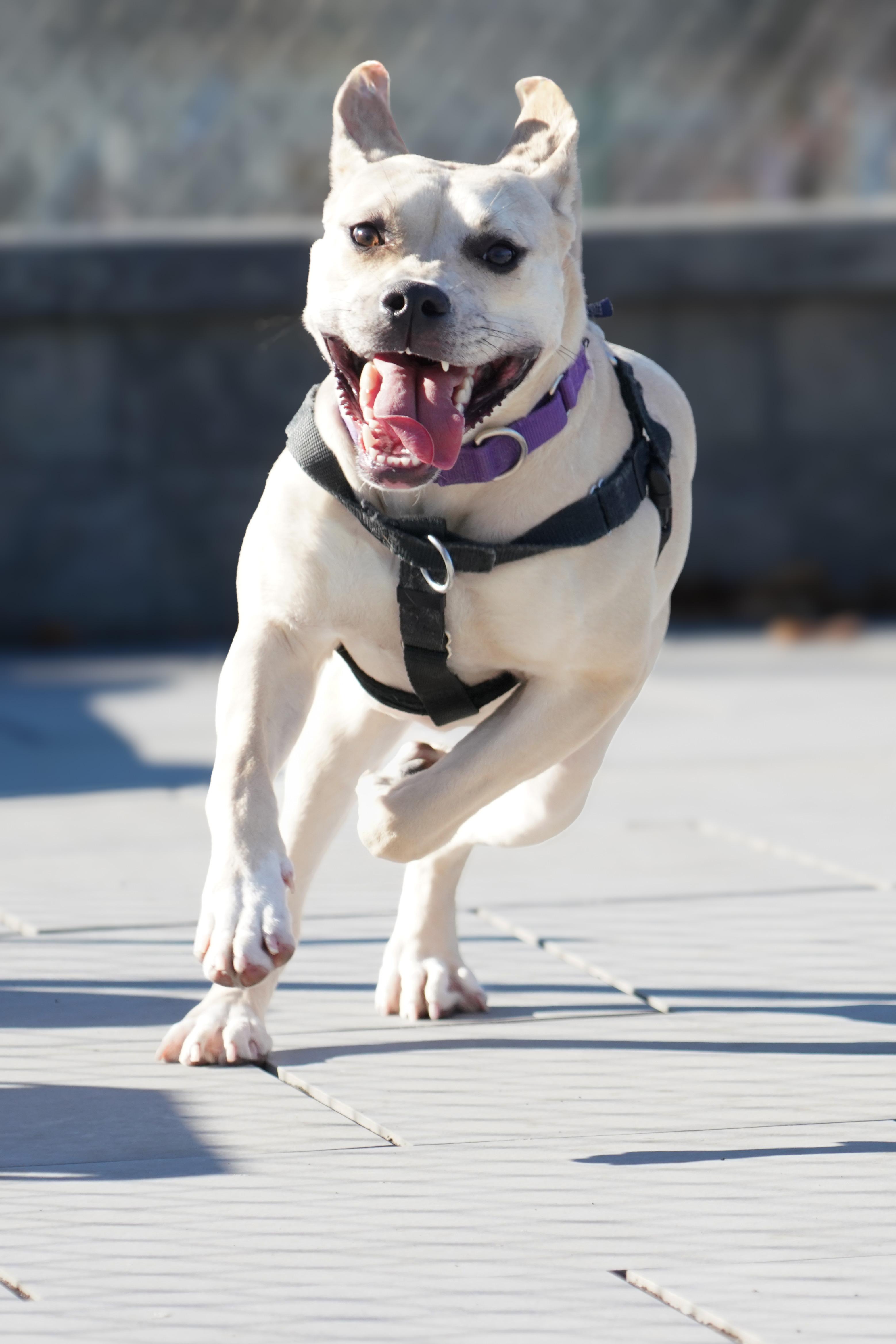 Enlarge Galaxy, a Adoptable mixed breed in New Rochelle, NY image 6/6