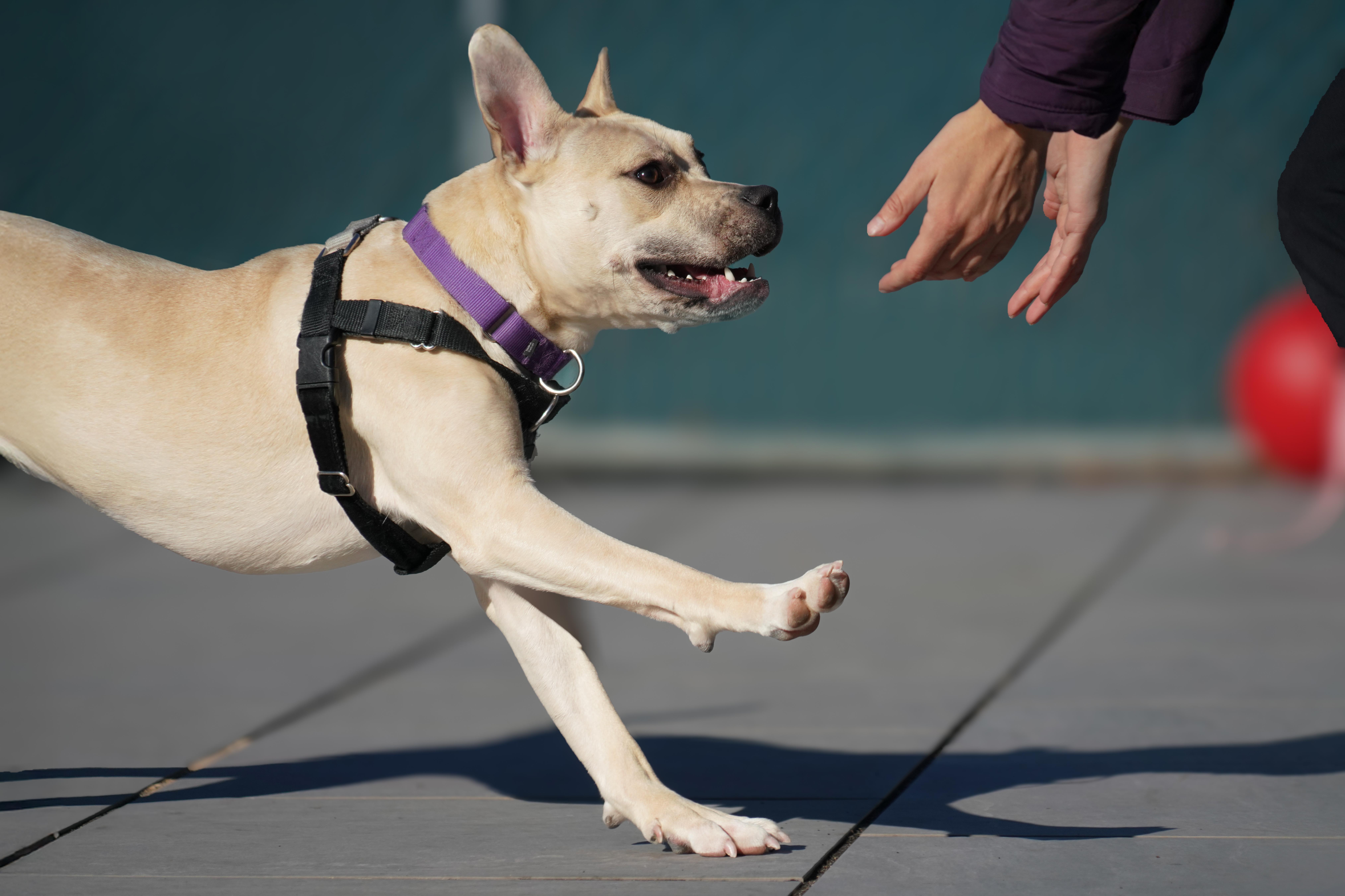 Enlarge Galaxy, a Adoptable mixed breed in New Rochelle, NY image 2/6