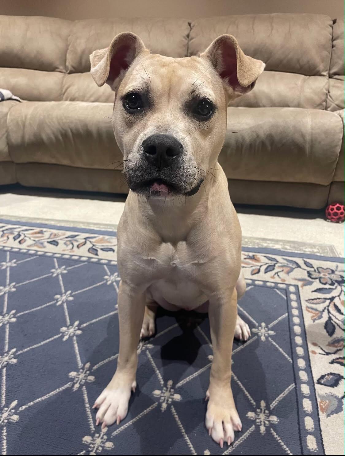 Enlarge Galaxy, a Adoptable mixed breed in New Rochelle, NY image 3/6