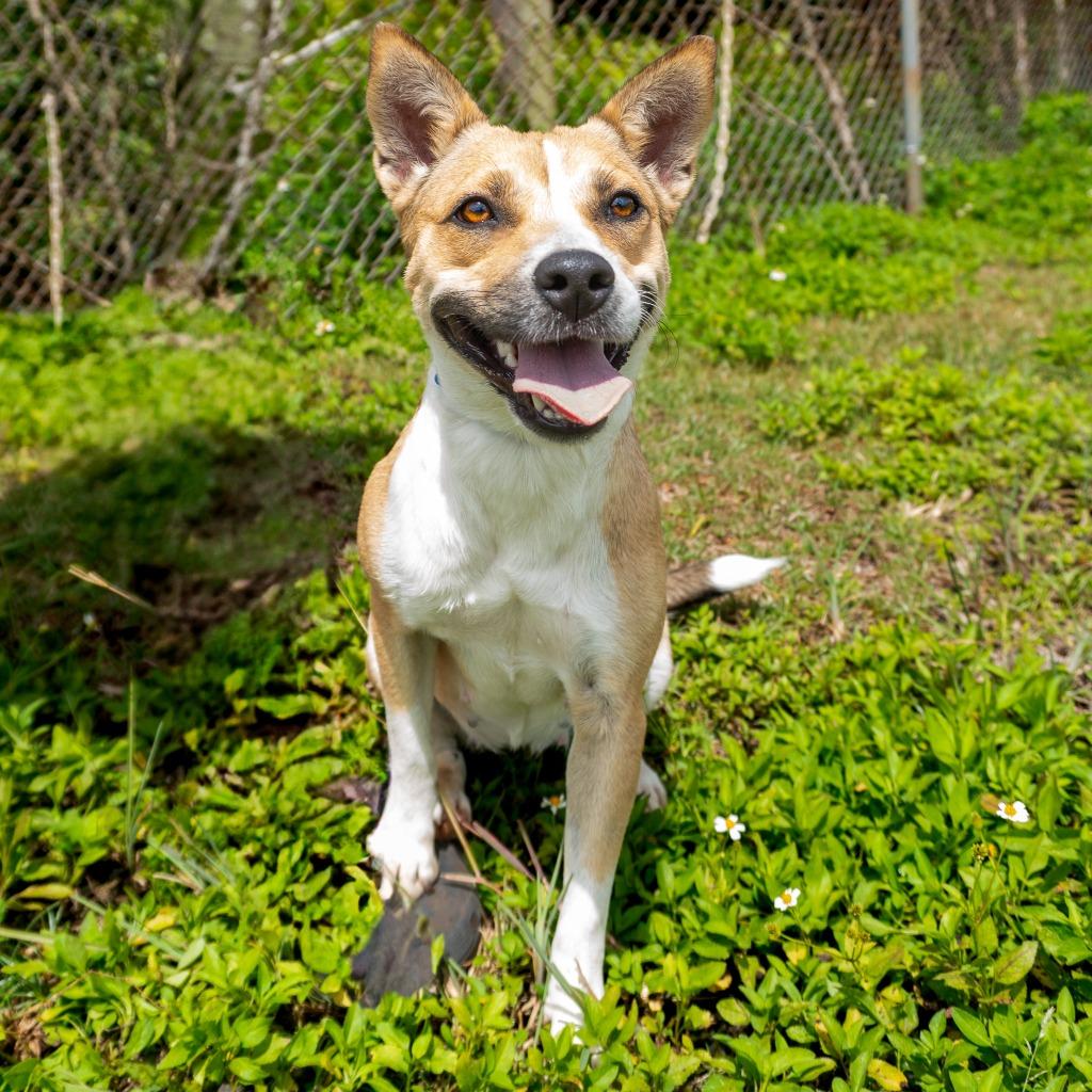 Yodi, a Adoptable mixed breed in Mangilao, GU image 1/2