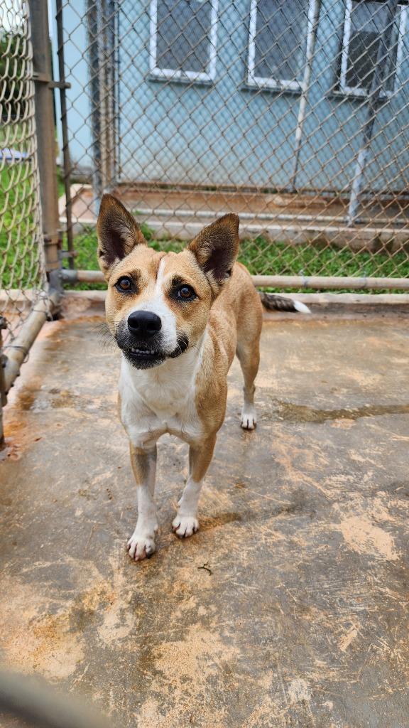 Yodi, a Adoptable mixed breed in Mangilao, GU image 2/2