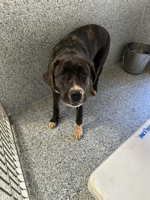 CLEMENTINE, Adoptable, Young Female Pit Bull Terrier & Mixed Breed.