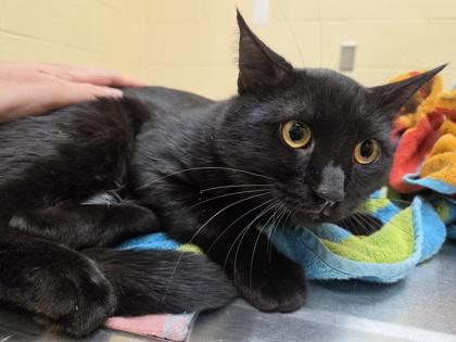 Enlarge Herschel, a Adoptable mixed breed in Westland, MI image 1/1