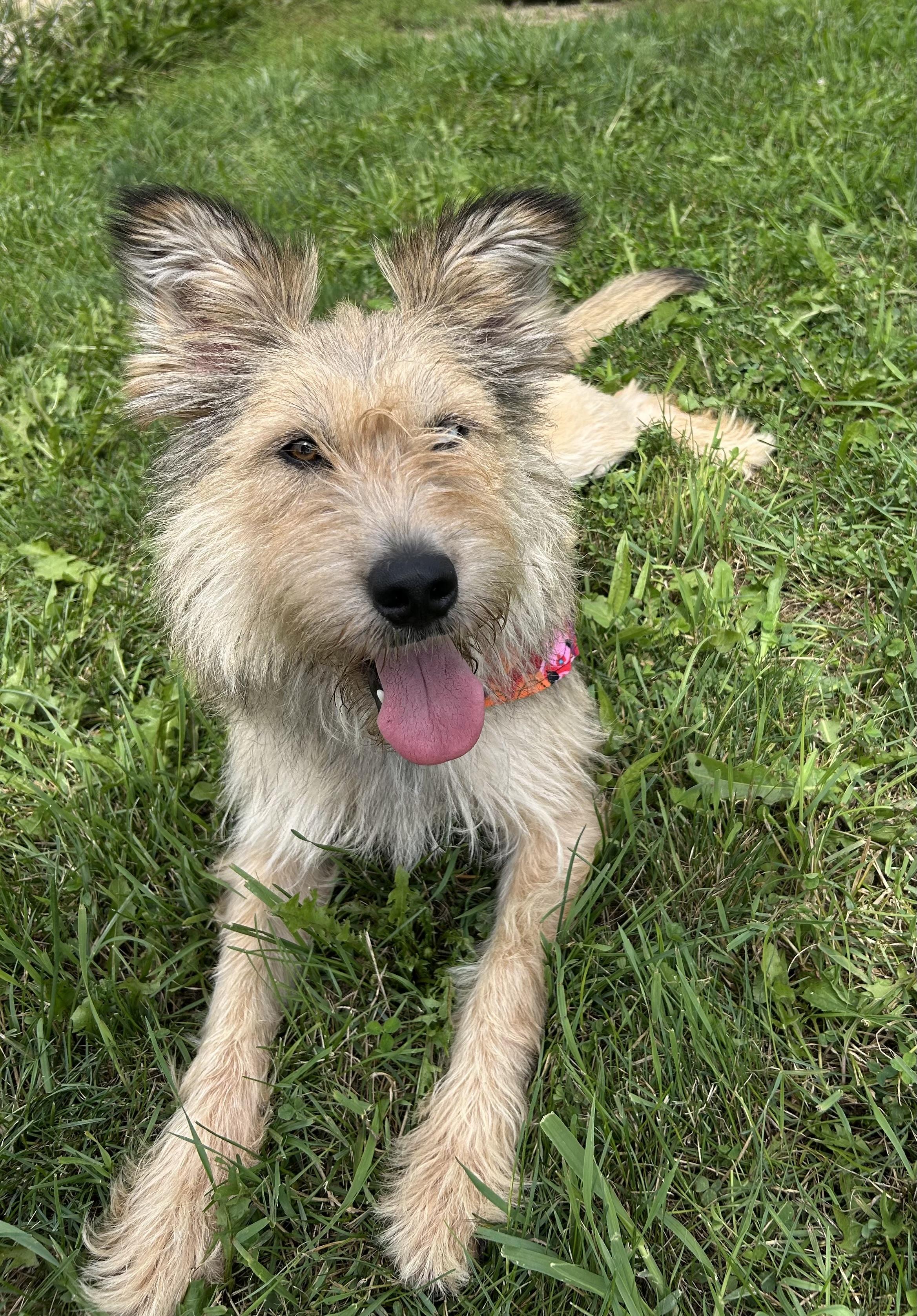 Lucy, adopted, Adult Female Picardy Sheepdog.