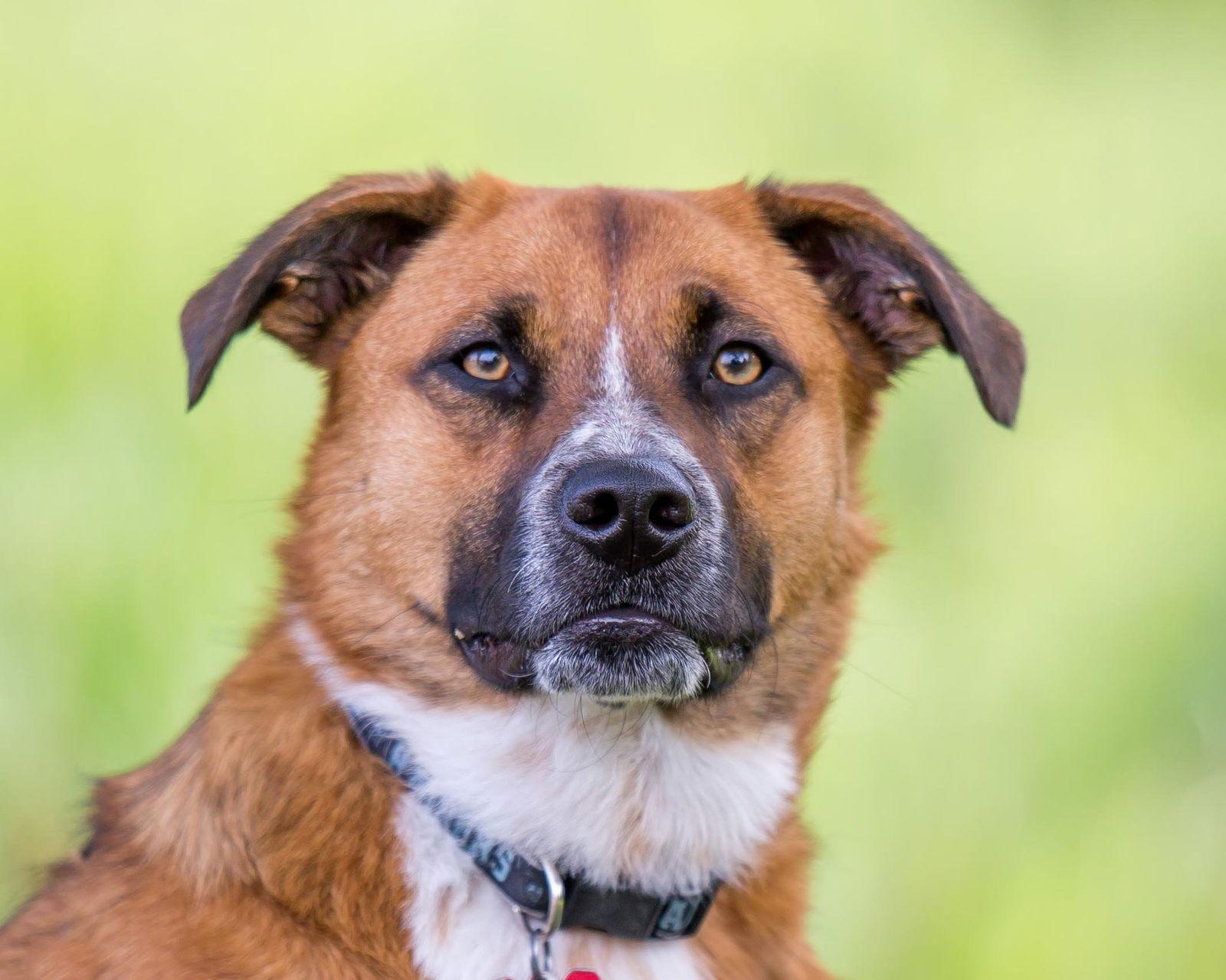 Jagger D5198, a Adoptable Shepherd in minneapolis, MN image 2/3