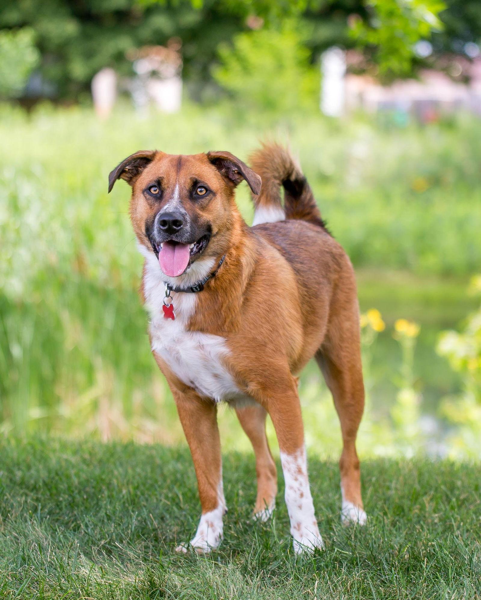 Jagger D5198, a Adoptable Shepherd in minneapolis, MN image 3/3