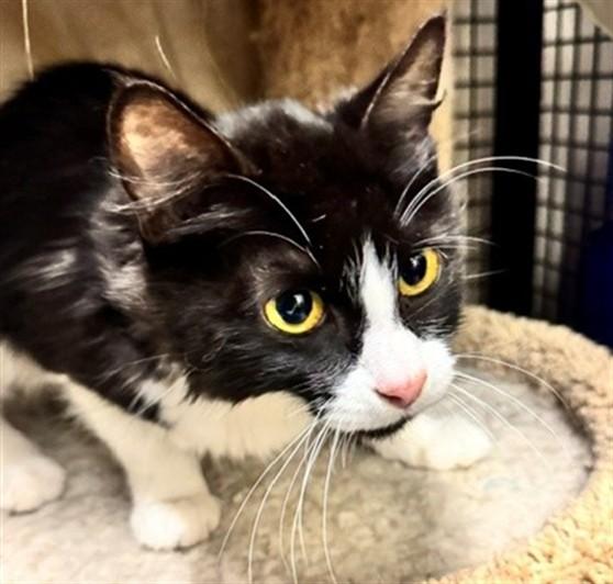 MERIDA, Adoptable, Young Female Domestic Long Hair & Domestic Short Hair.