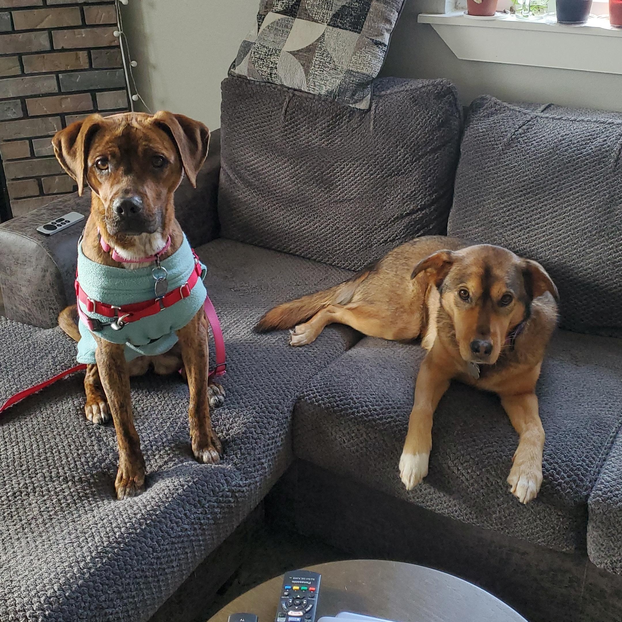 Della, a Adoptable mixed breed in House Springs, MO image 6/6