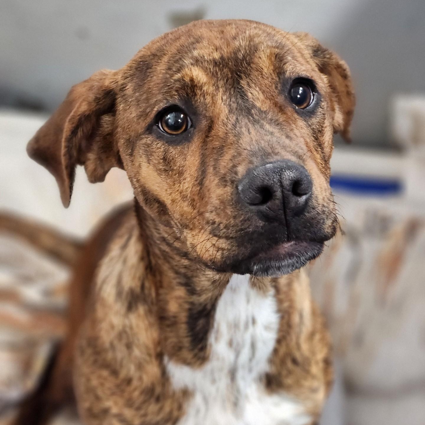 Enlarge Della, a Adoptable mixed breed in House Springs, MO image 5/6