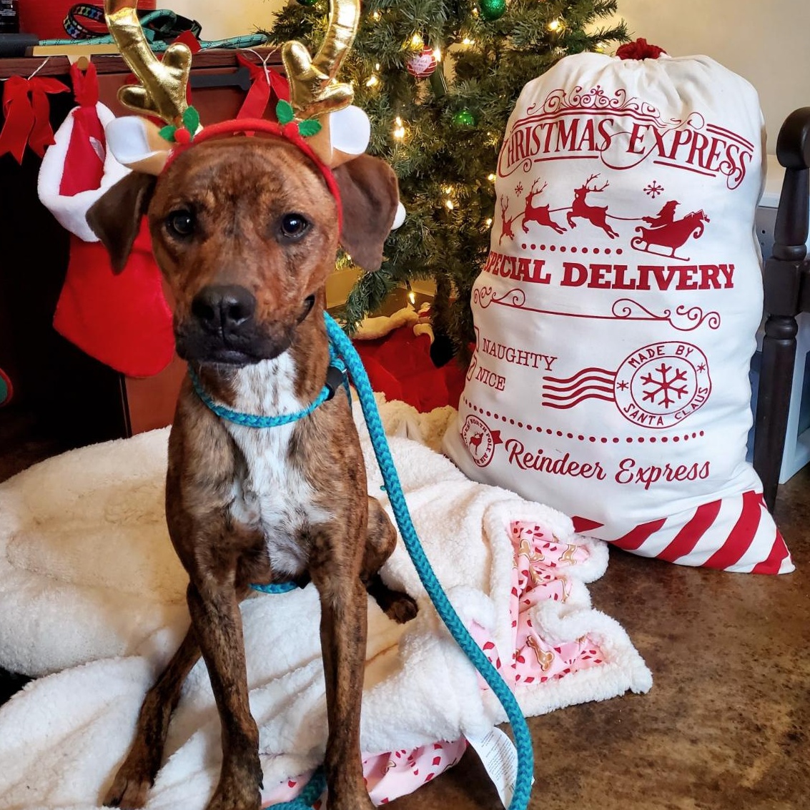 Enlarge Della, a Adoptable mixed breed in House Springs, MO image 1/6