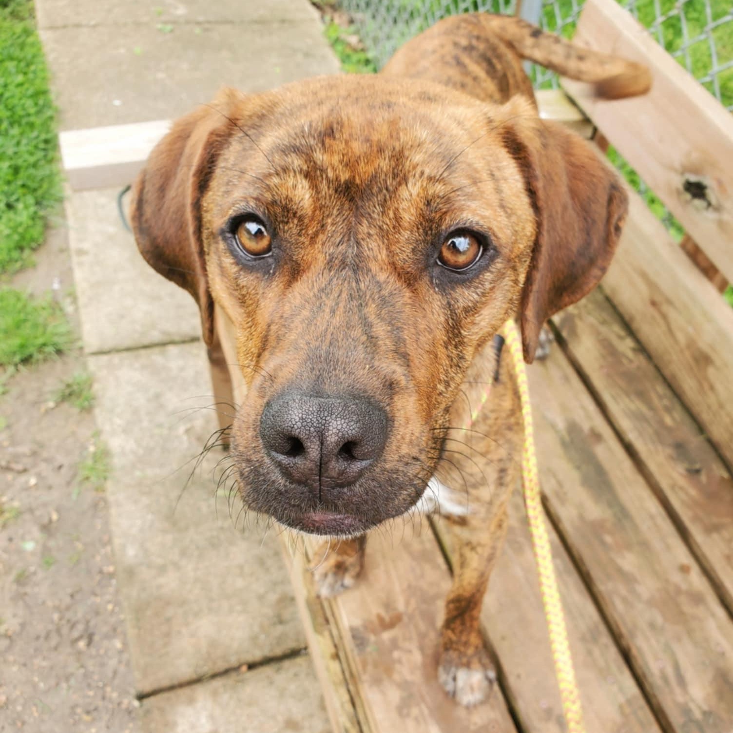 Enlarge Della, a Adoptable mixed breed in House Springs, MO image 4/6