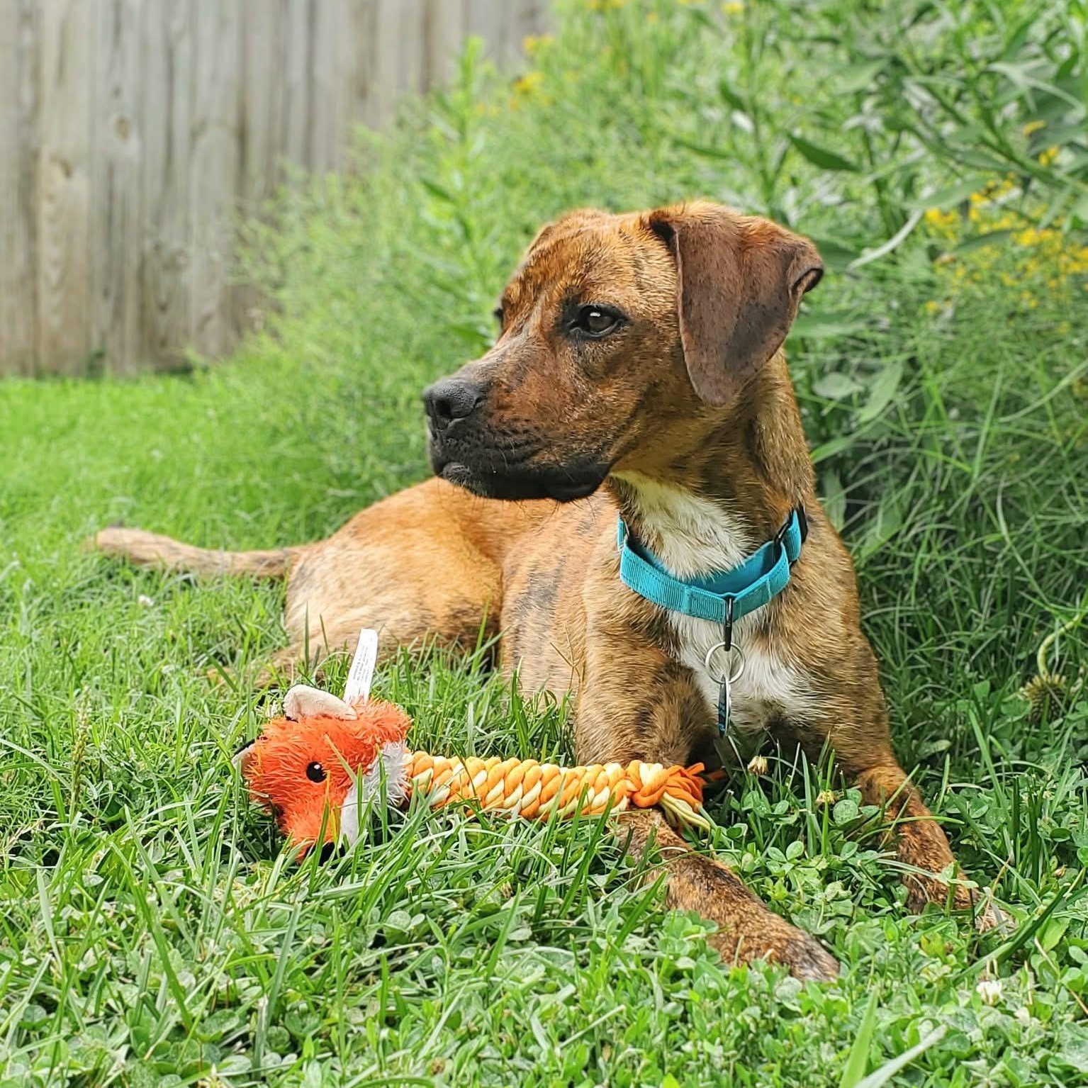 Enlarge Della, a Adoptable mixed breed in House Springs, MO image 3/6