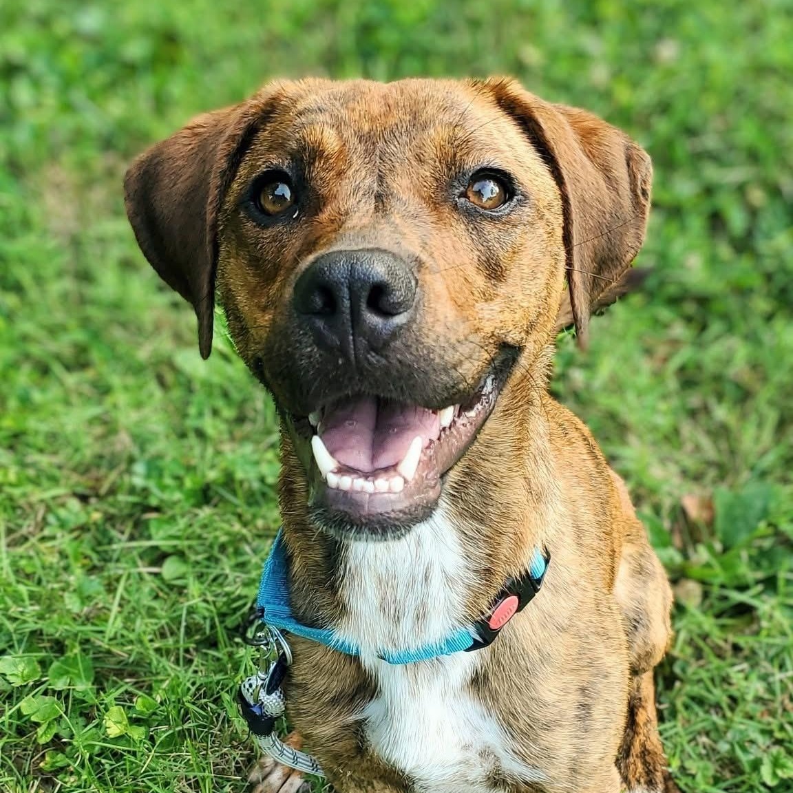 Enlarge Della, a Adoptable mixed breed in House Springs, MO image 2/6
