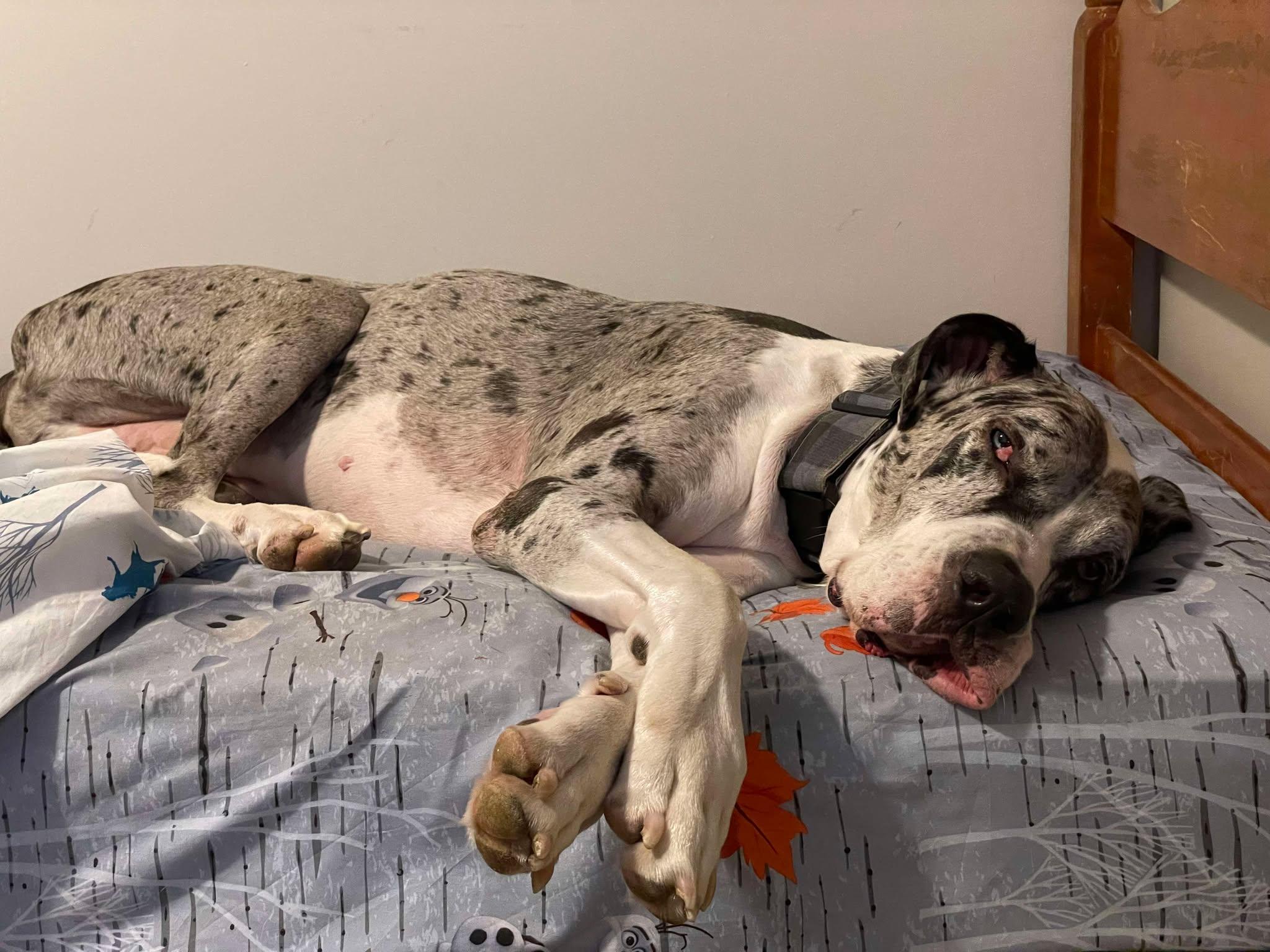 Enlarge Storm, a Adoptable Great Dane in Lancaster, PA image 4/6