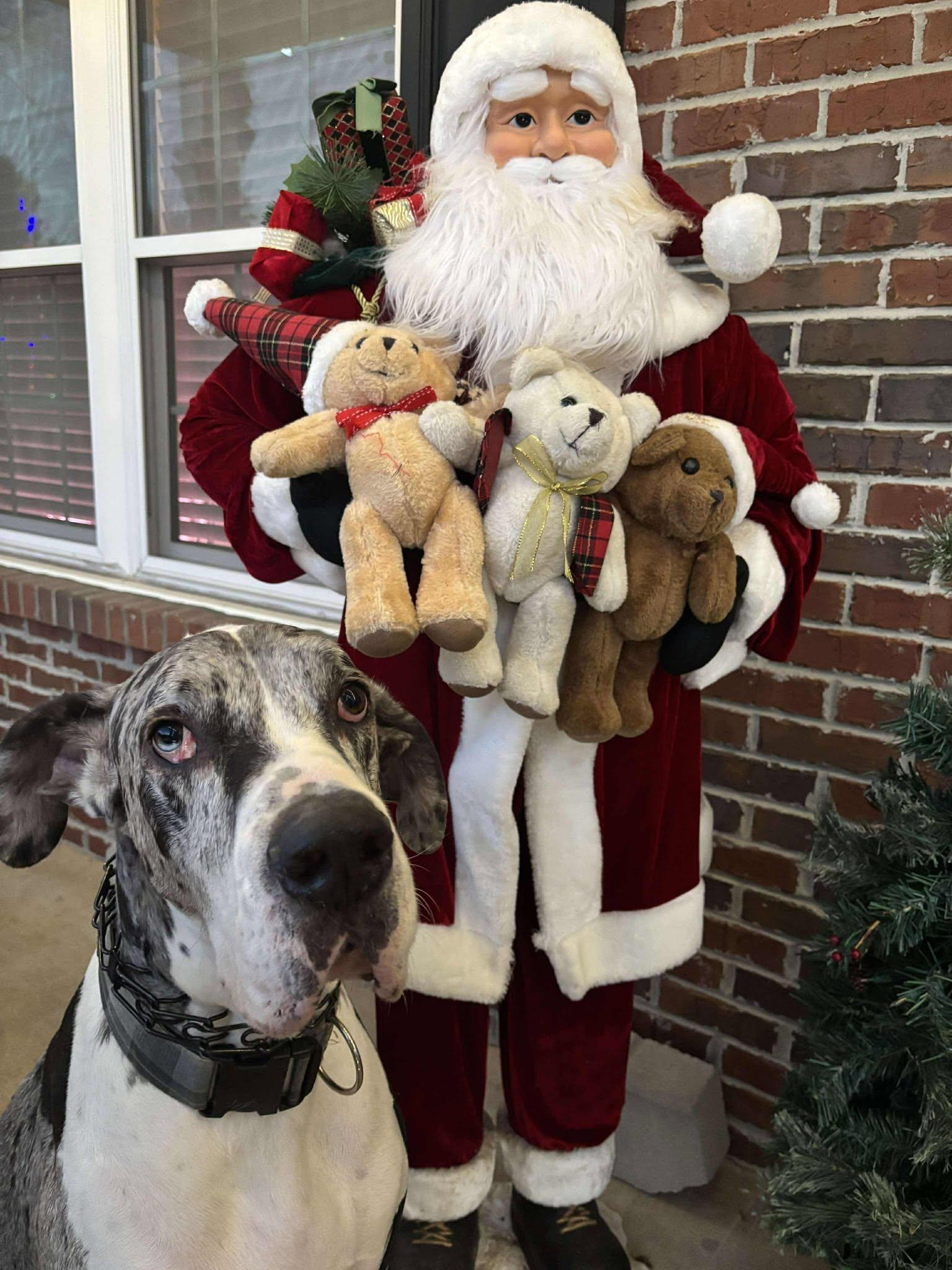 Enlarge Storm, a Adoptable Great Dane in Lancaster, PA image 2/6