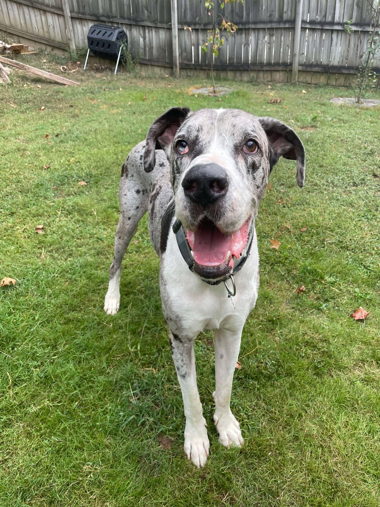 Enlarge Storm, a Adoptable Great Dane in Lancaster, PA image 5/6