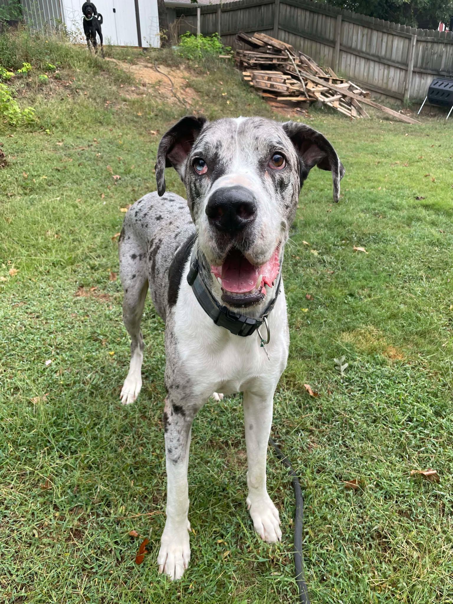 Storm, Adoptable, Adult Male Great Dane.