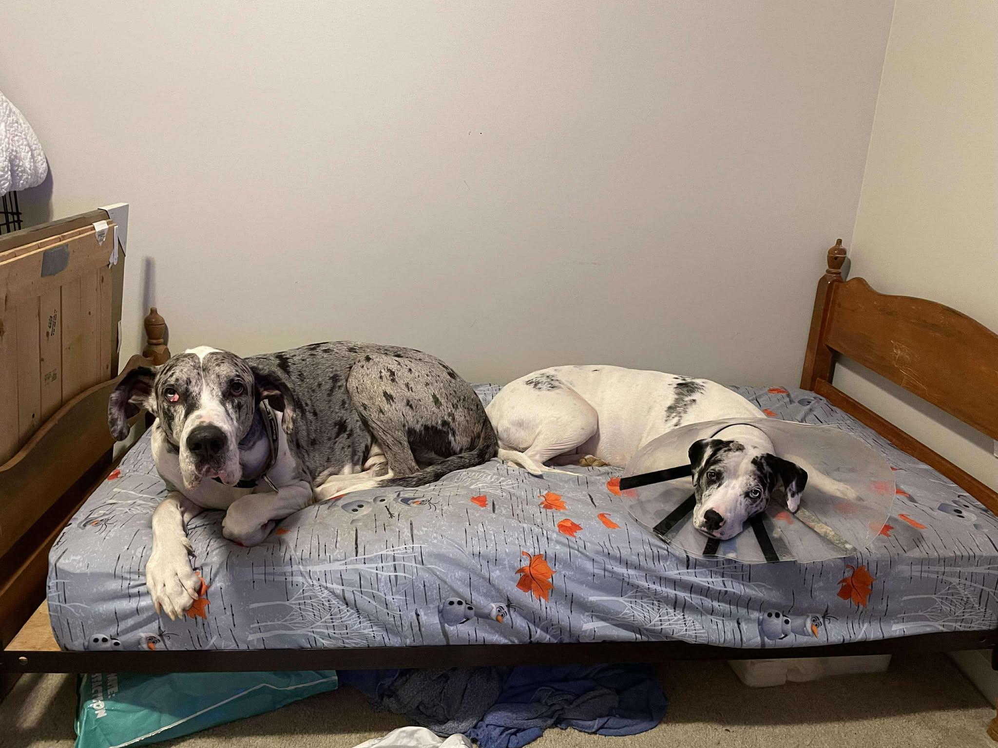 Enlarge Storm, a Adoptable Great Dane in Lancaster, PA image 3/6